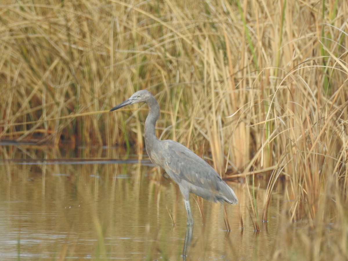 Reddish Egret - ML609477431