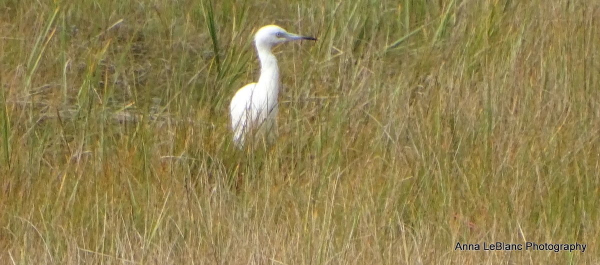 Little Blue Heron - ML609477507