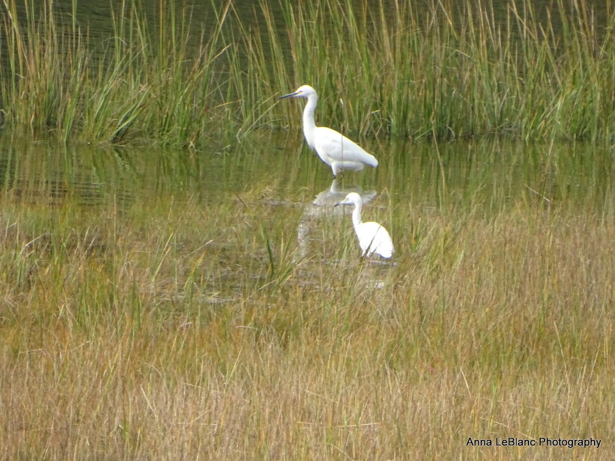 Little Blue Heron - Anna LeBlanc