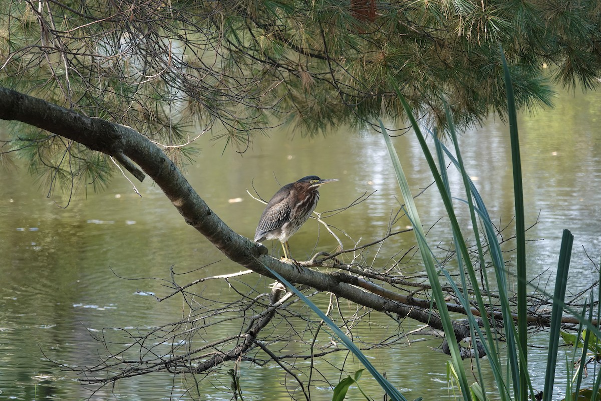 Green Heron - Carol Speck