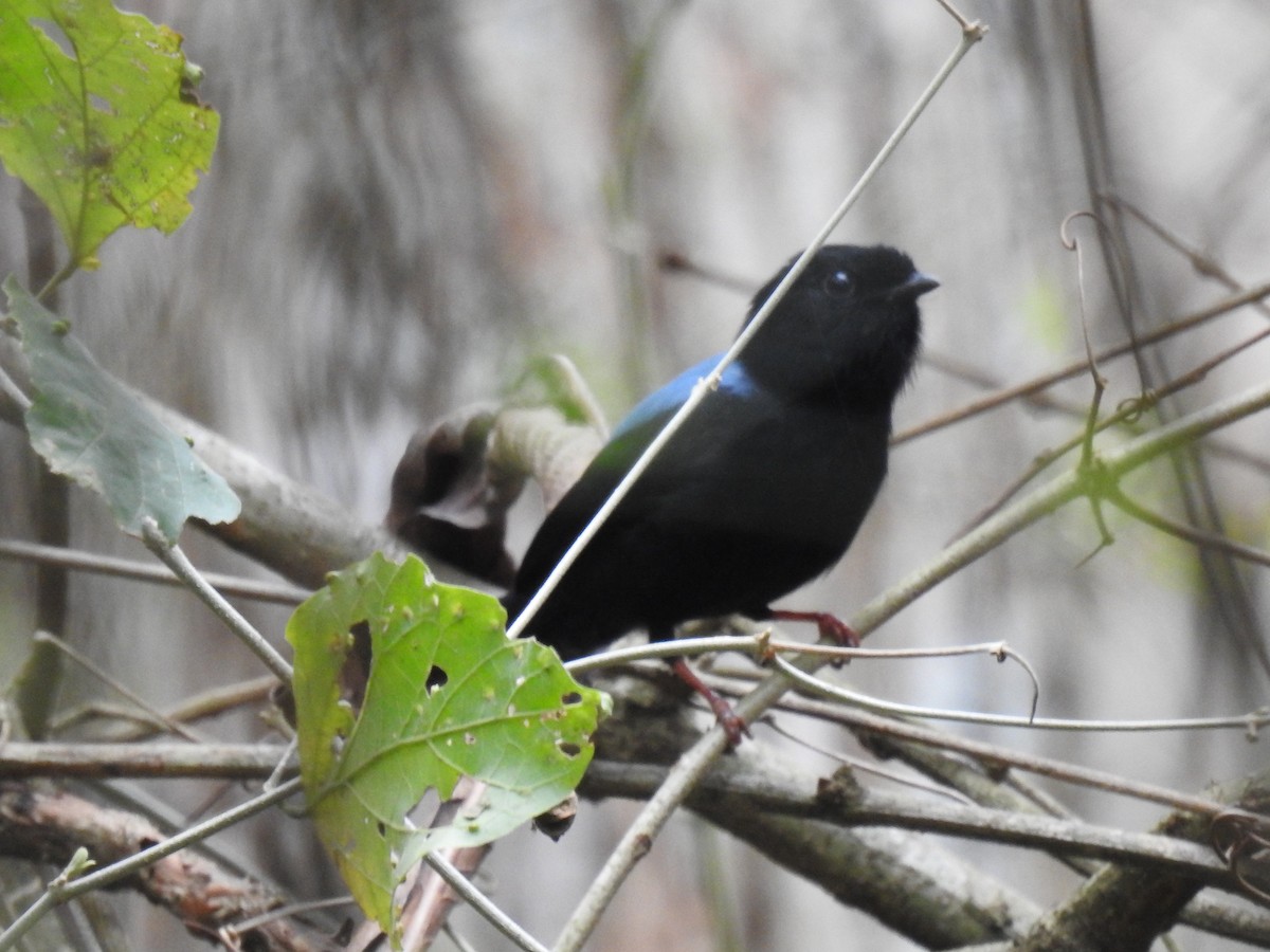 Yungas Manakin - Ben Verhoef