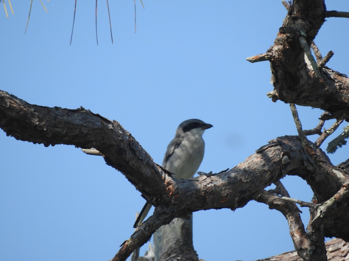 Loggerhead Shrike - ML609477623