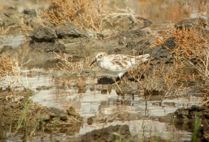 Least Sandpiper - Kristin Purdy