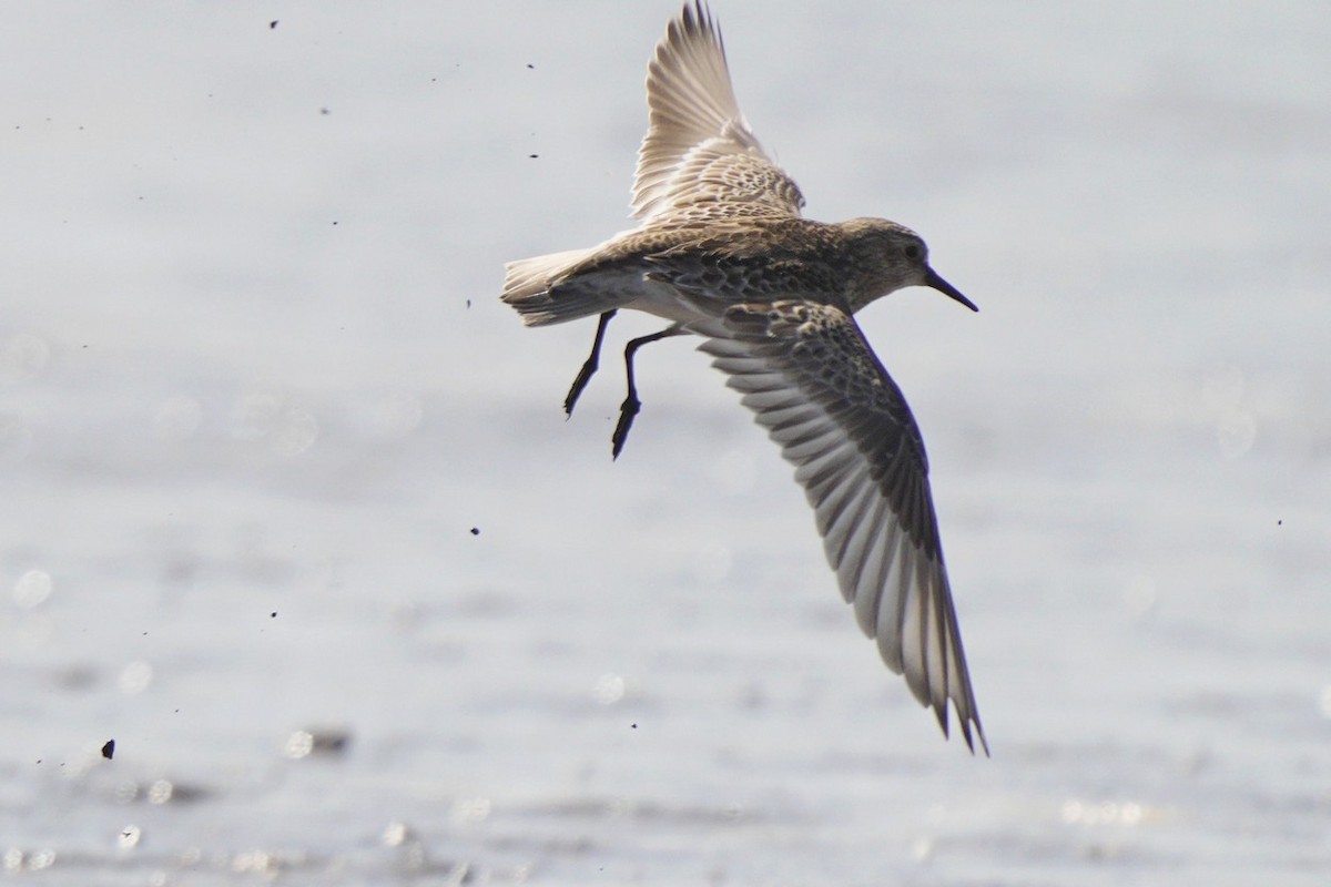 Baird's Sandpiper - ML609477703