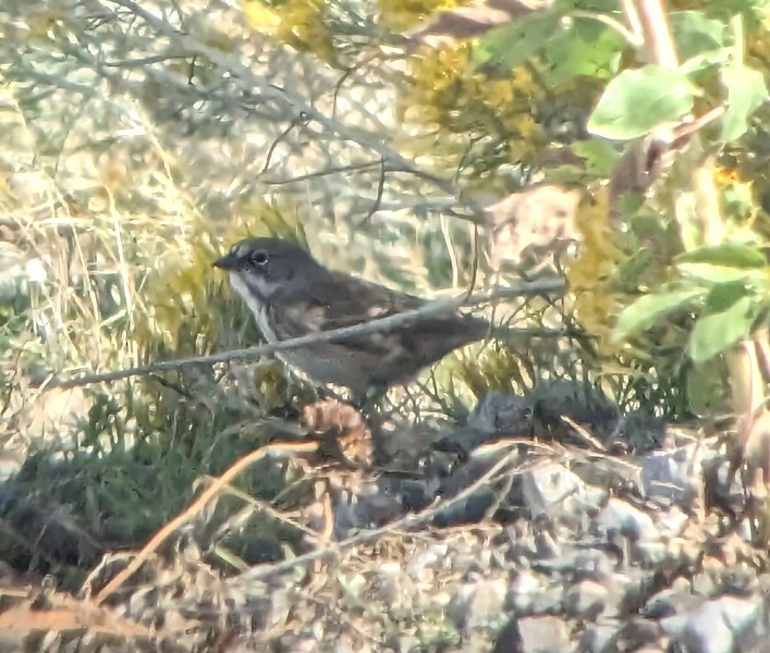 Sagebrush Sparrow - ML609477711