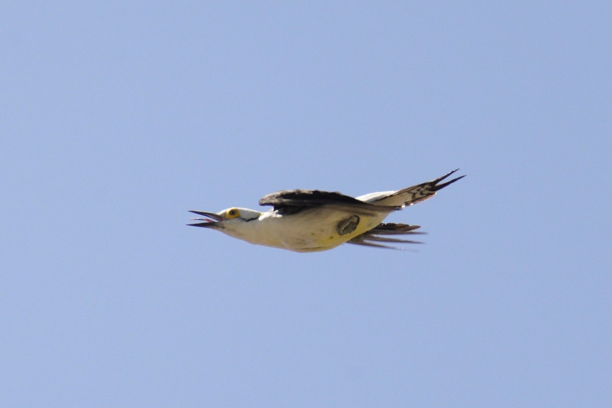 White Woodpecker - Jorge Claudio Schlemmer