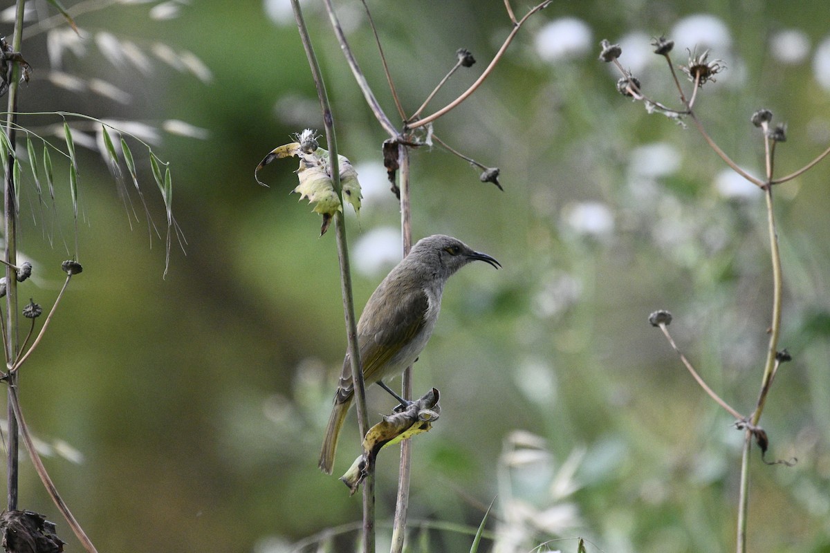 Brown Honeyeater - ML609477722