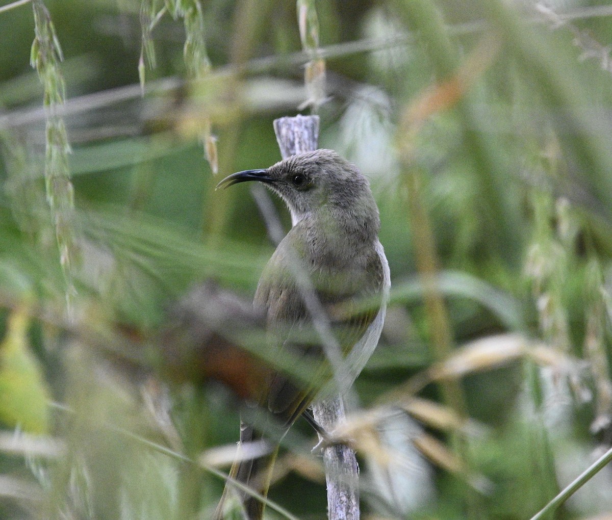 Brown Honeyeater - ML609477724