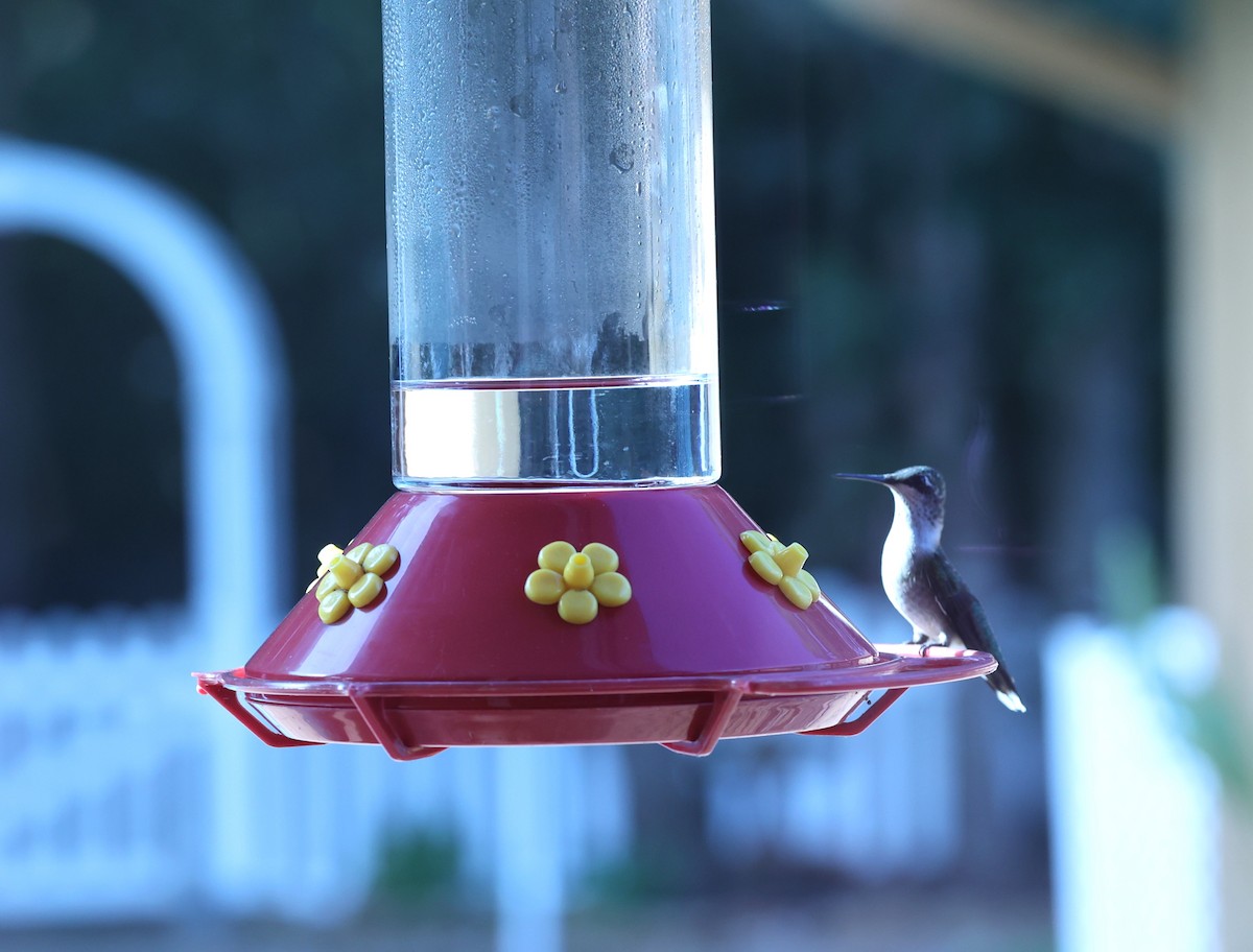 Ruby-throated Hummingbird - ML609477852