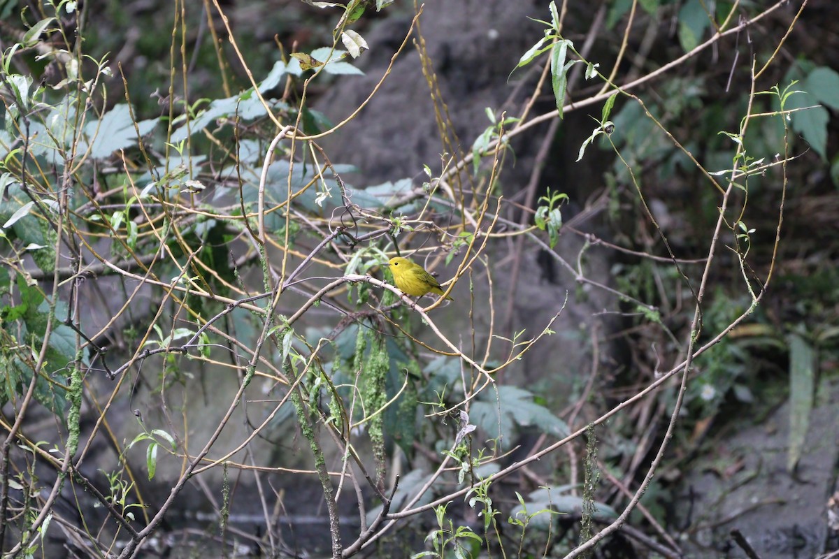 Yellow Warbler - ML609477871