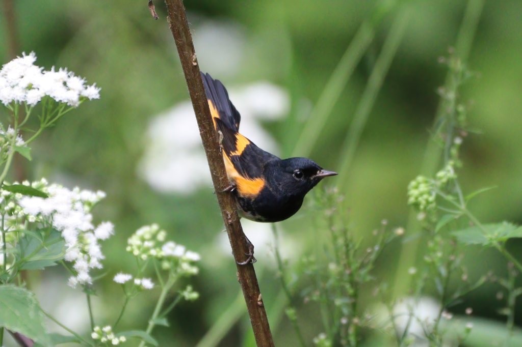 American Redstart - ML609477886