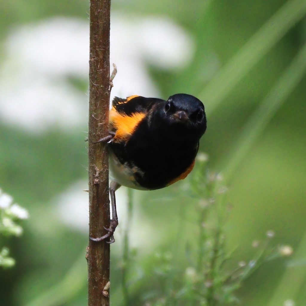 American Redstart - ML609477887