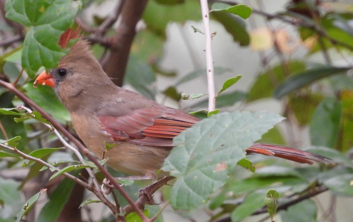Northern Cardinal - ML609477951