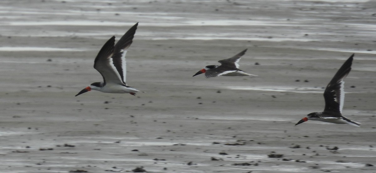 Black Skimmer - Debbie Segal