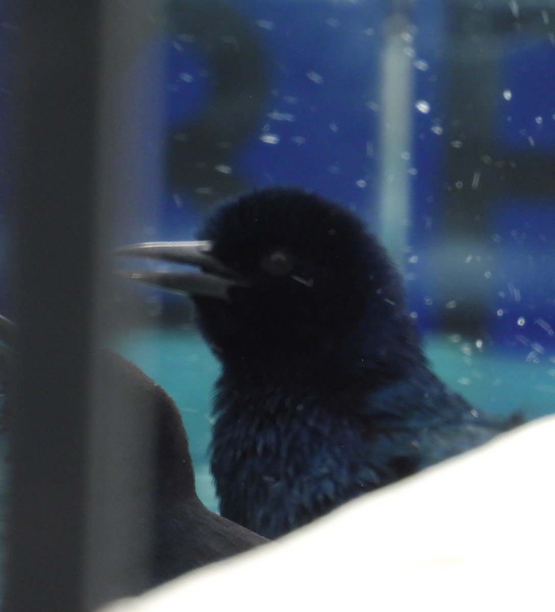 Boat-tailed Grackle - Debbie Segal