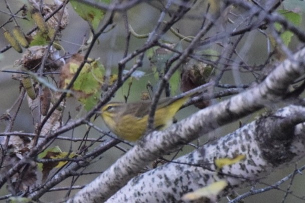 Palm Warbler - Christopher Laplante