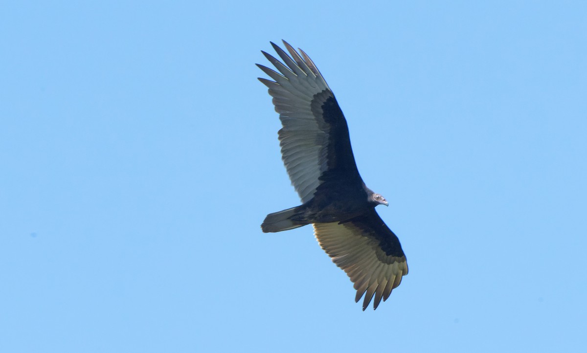 Turkey Vulture - ML609478161