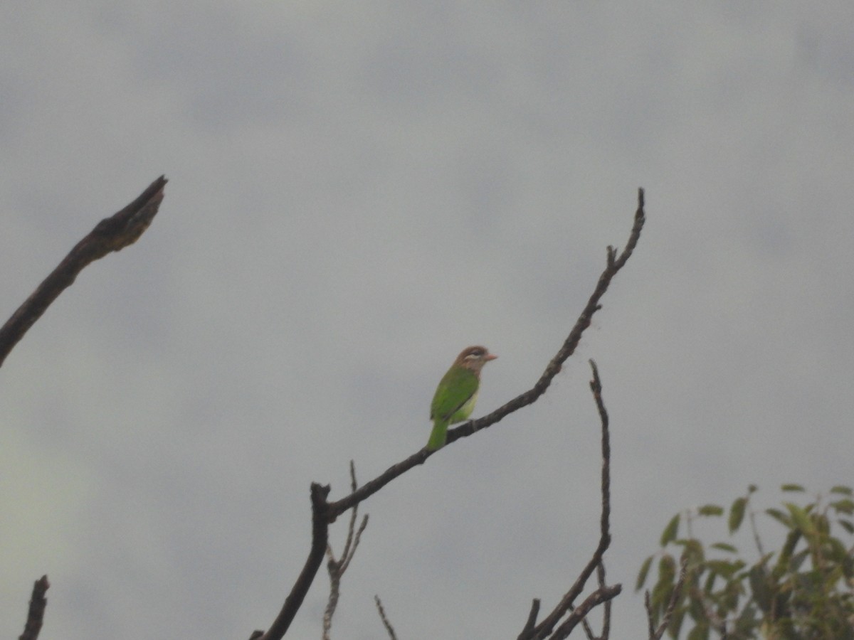 White-cheeked Barbet - ML609478187