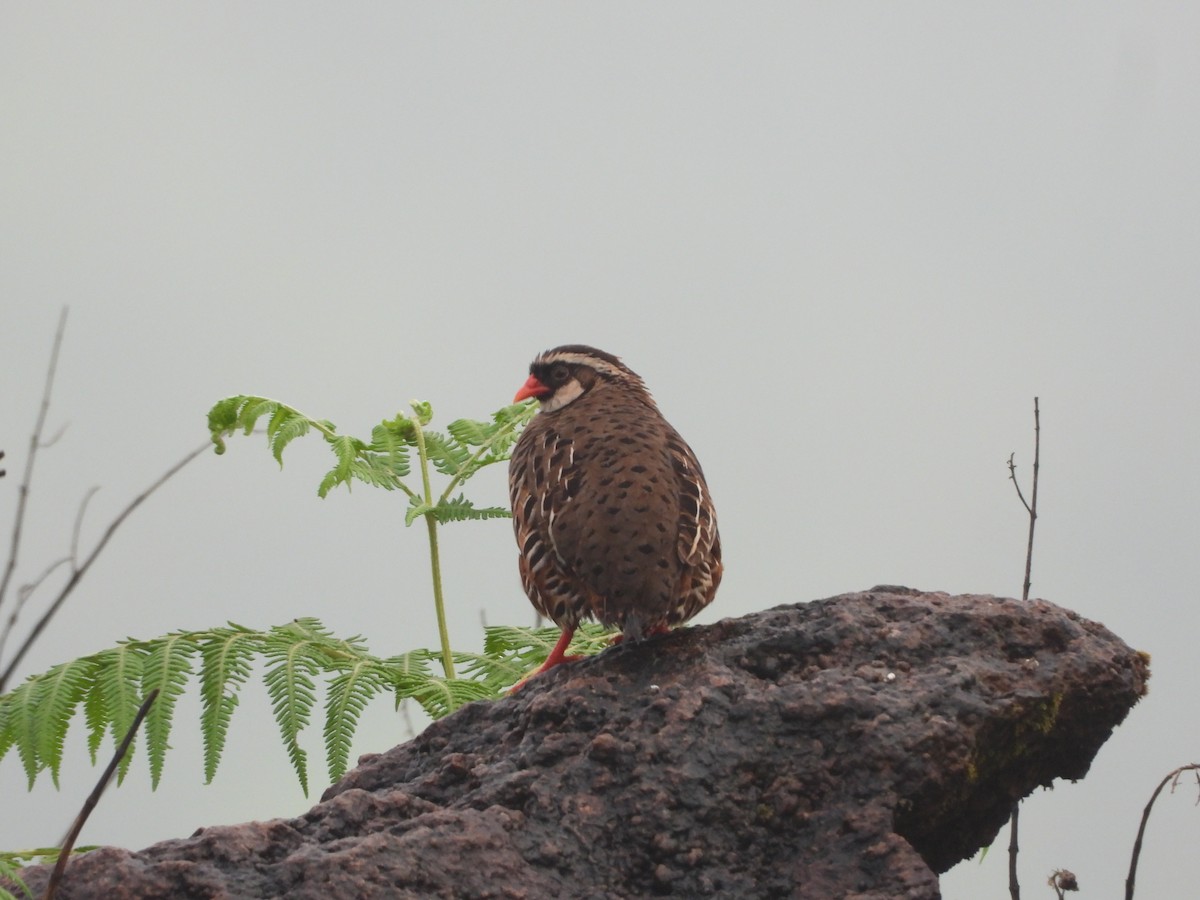 Painted Bush-Quail - ML609478226