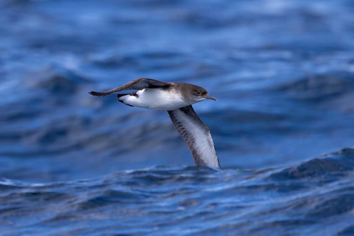 Fluttering Shearwater - ML609478286