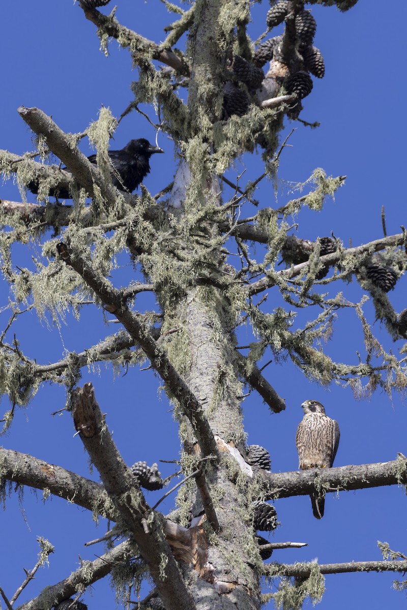 Peregrine Falcon - ML609478314