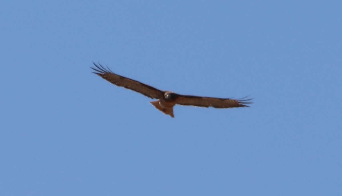 Red-tailed Hawk - ML609478477