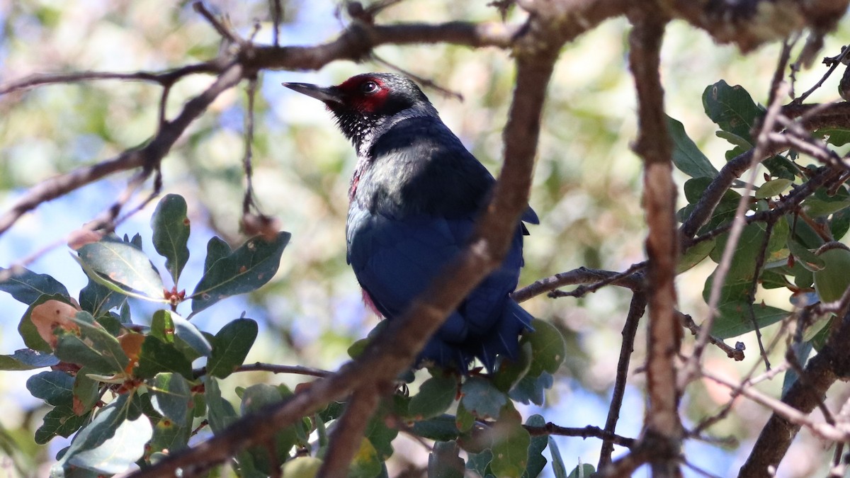 Lewis's Woodpecker - ML609478496