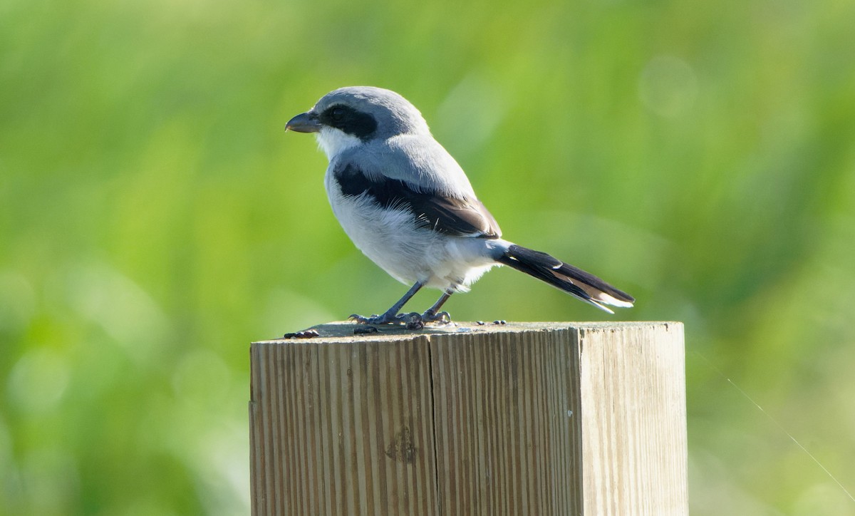 Loggerhead Shrike - chris contakos