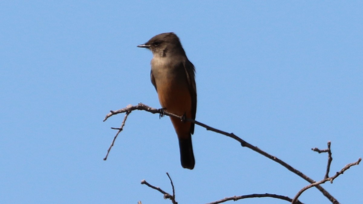 Say's Phoebe - ML609478519