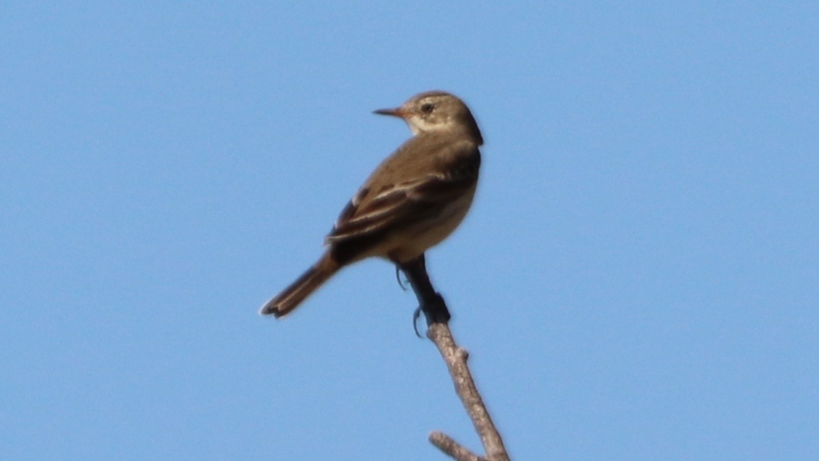 American Pipit - ML609478627