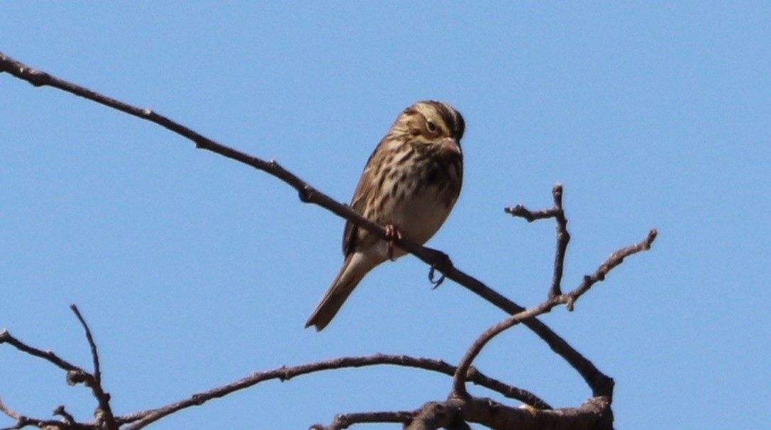 Song Sparrow - ML609478644