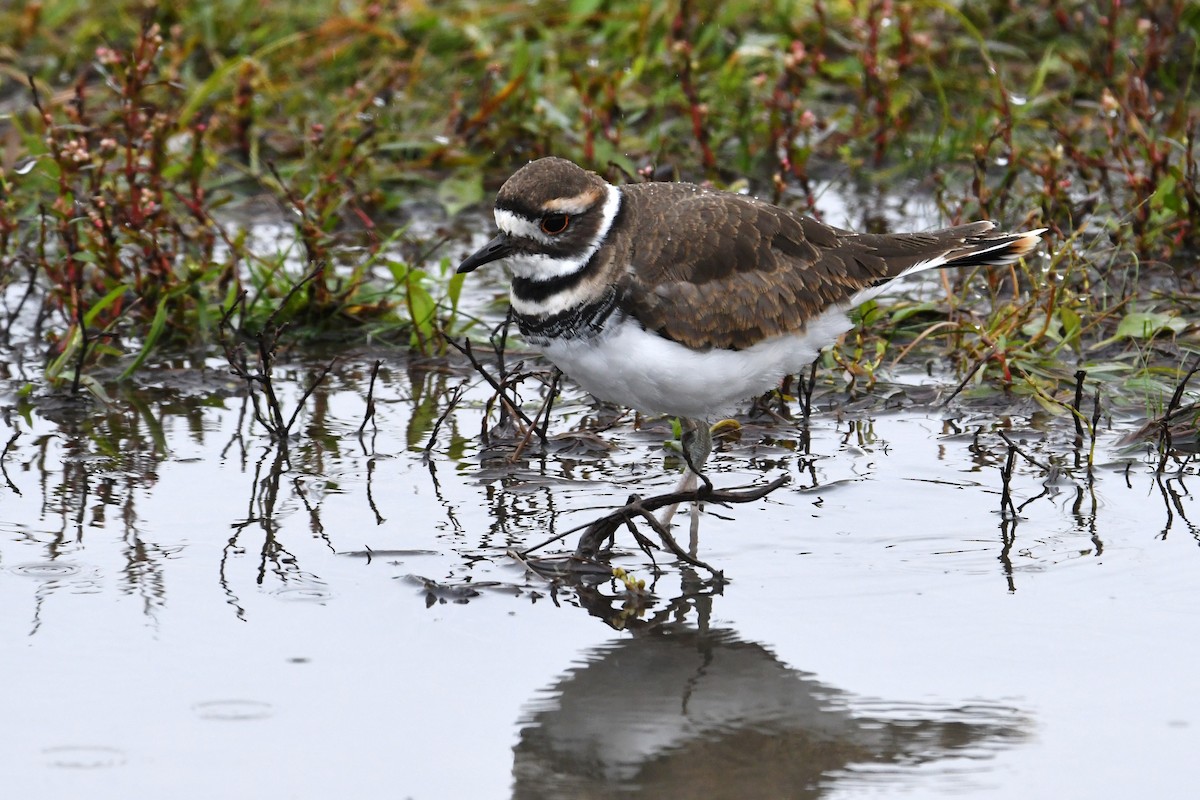 Killdeer - ML609478793