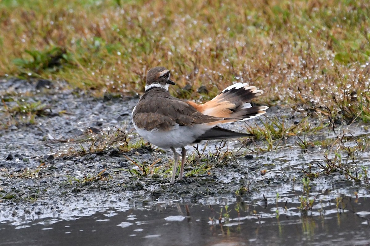 Killdeer - ML609478825