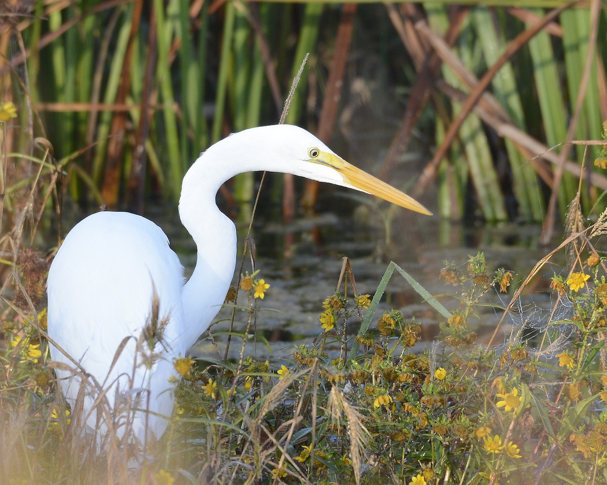 Great Egret - ML609478832