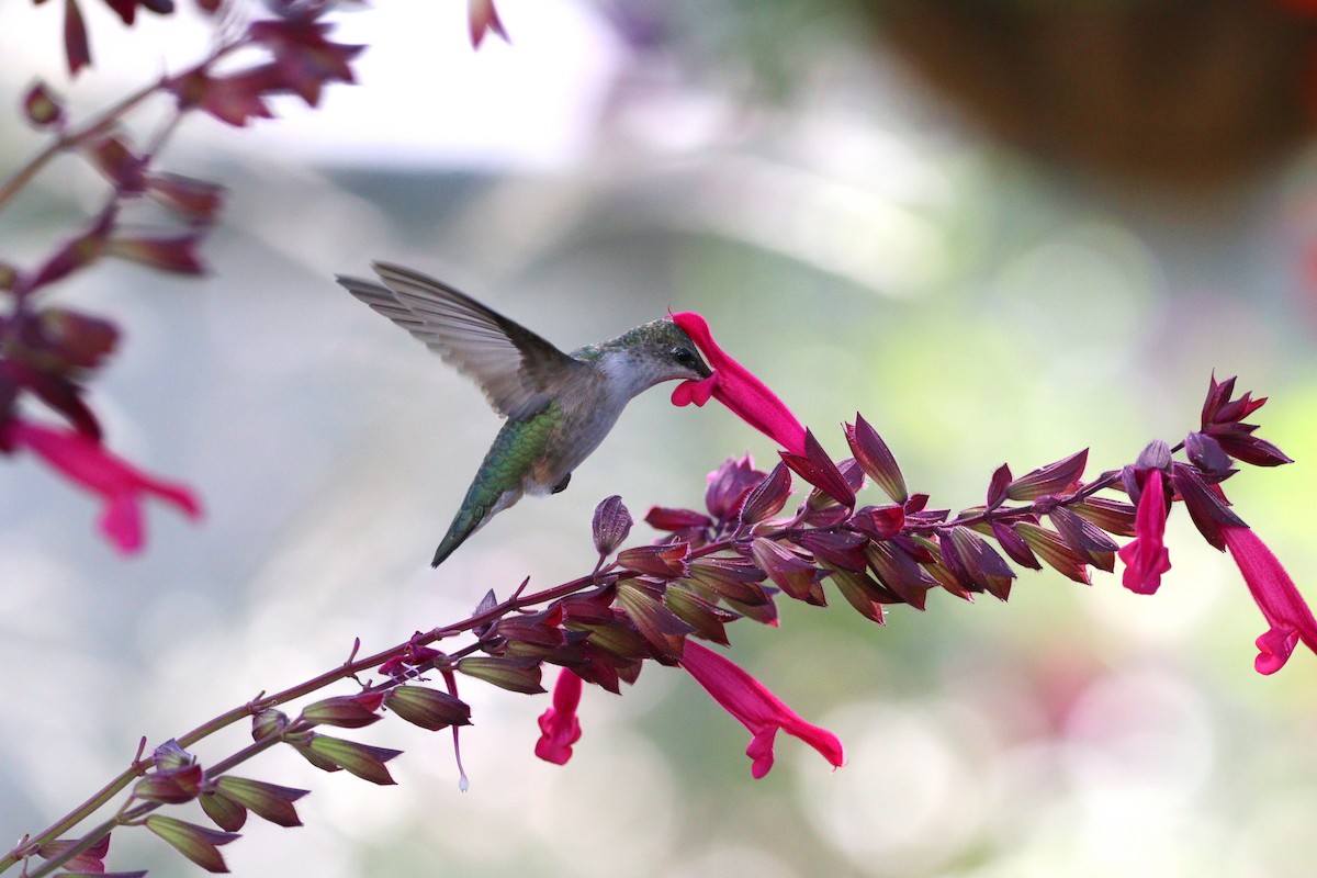 Ruby-throated Hummingbird - ML609478858