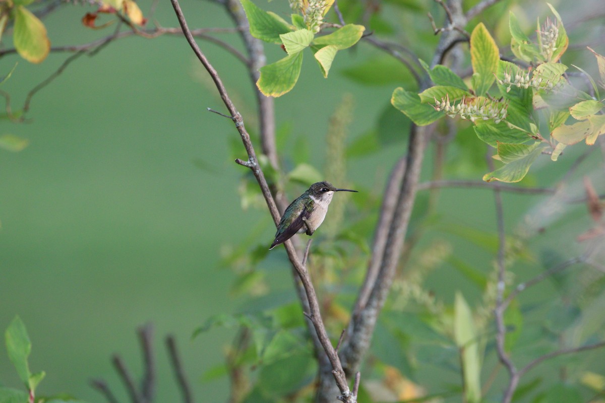 Ruby-throated Hummingbird - ML609478903