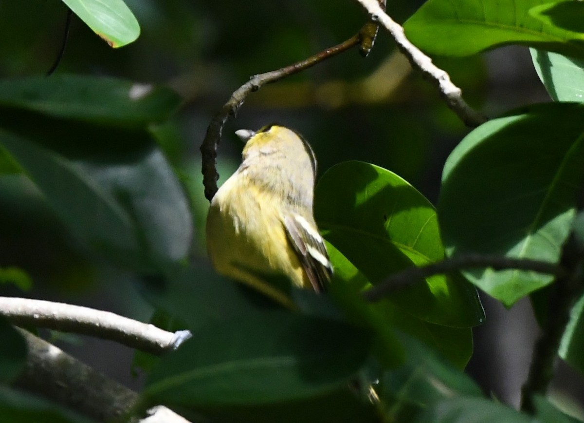Thick-billed Vireo - ML609478922