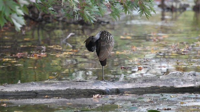 Limpkin - ML609478933