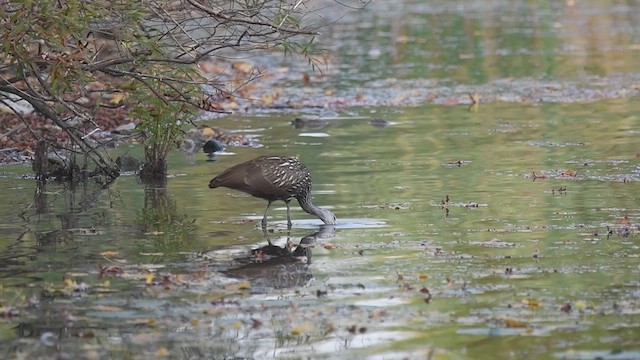 Limpkin - ML609479050