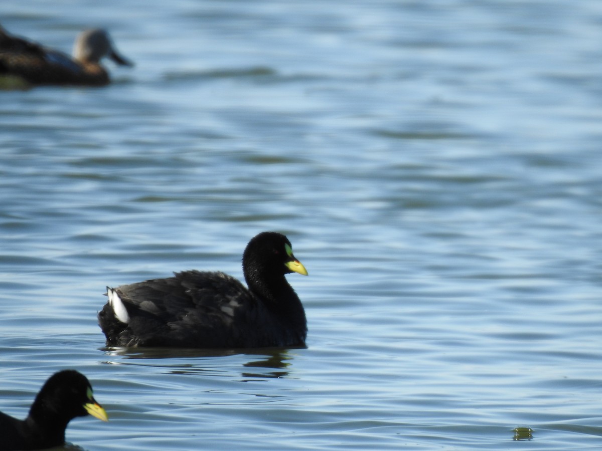 Red-gartered Coot - Fernanda Ferrari