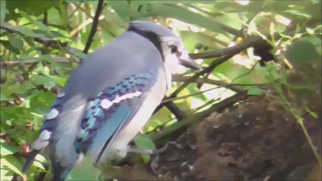 Blue Jay - ML609479095