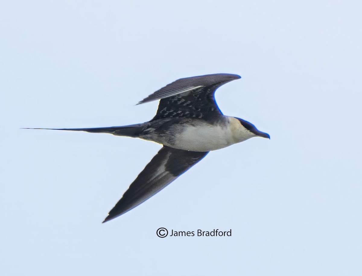 Long-tailed Jaeger - Jim Bradford