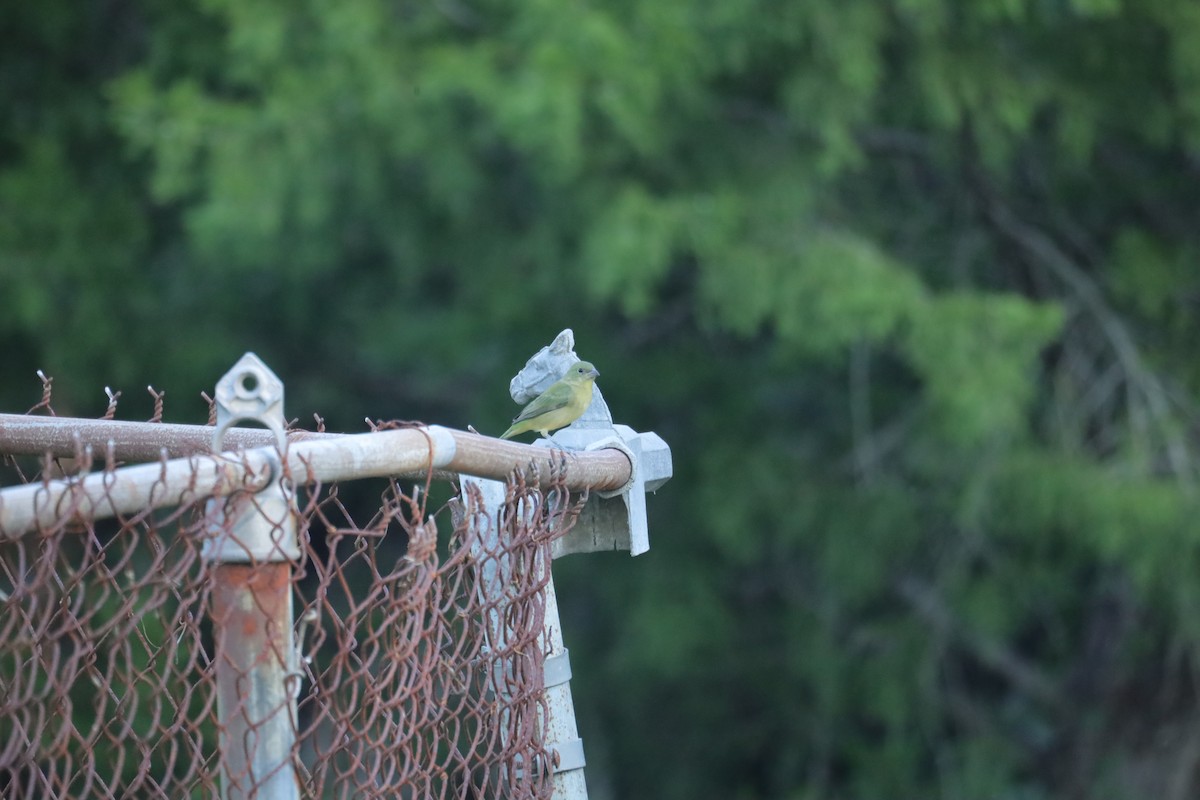 Painted Bunting - ML609479248