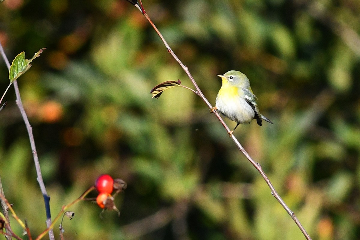 Northern Parula - ML609479406