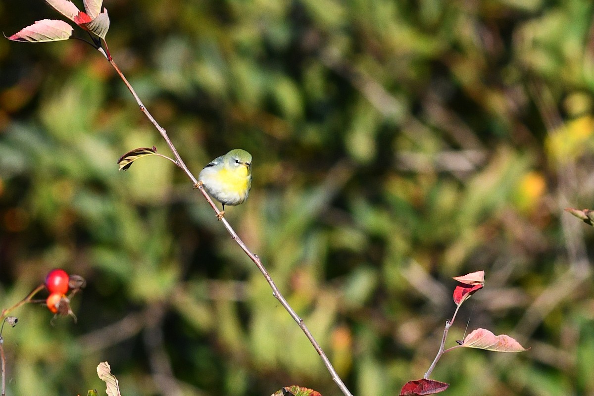 Northern Parula - ML609479407