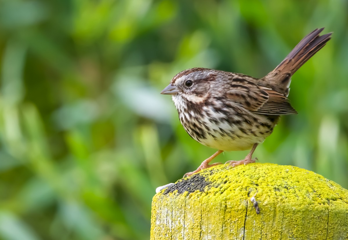 Song Sparrow - ML609479417