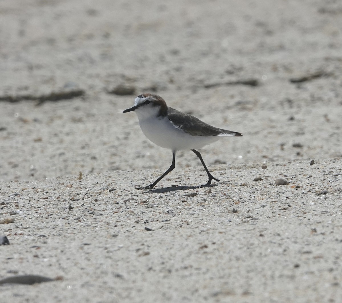 Red-capped Plover - ML609479426