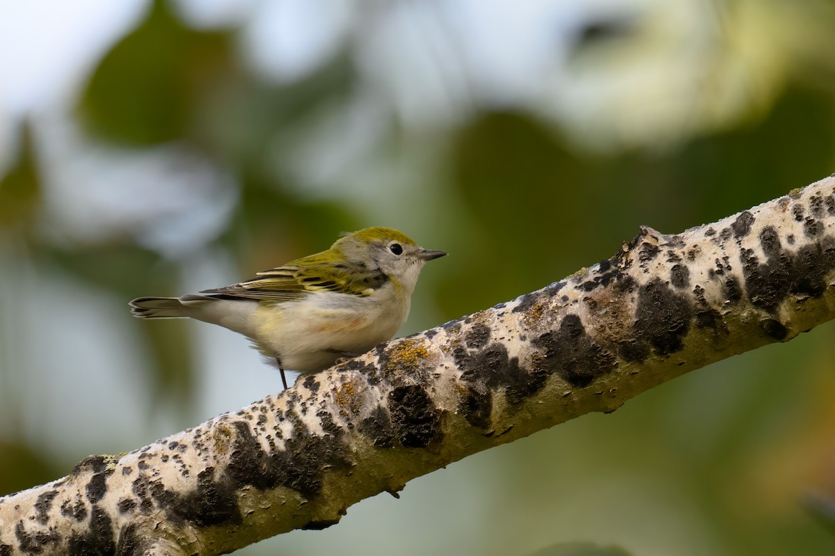 Chestnut-sided Warbler - ML609479465