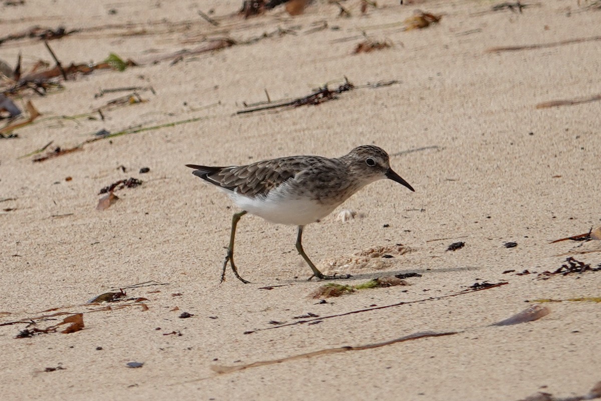 Least Sandpiper - ML609479522