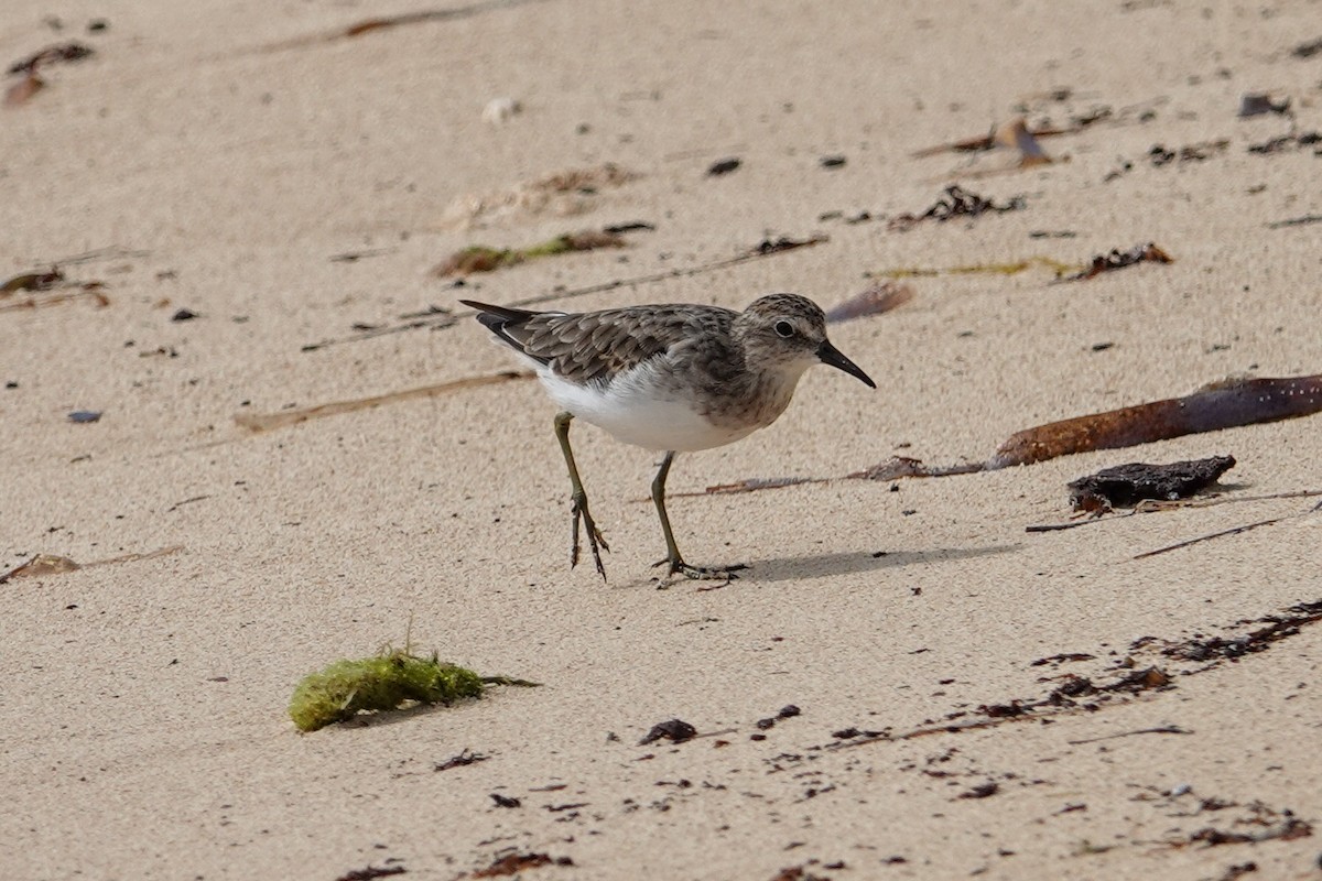 Least Sandpiper - ML609479525